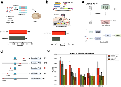 A DNA foundation model predicts osteoporosis risk genes without proximity bias