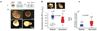 Self-Organizing Neural Networks in Novel Moving Bodies: Anatomical, Behavioral, and Transcriptional Characterization of a Living Construct with a Nervous System