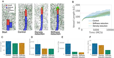 Laminin and Fibronectin Cooperate to Guide Endothelial Self-Organization During Intersegmental Vessel Formation