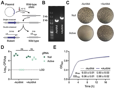 Synergistic CRISPR-Cas Antimicrobials through Essential and Defensive Gene Cotargeting in Staphylococcus aureus