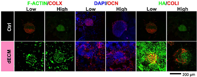 Dynamic Compression of Spheroid-Laden Alginate Granular Composites Induces Hypertrophic Chondrocyte Phenotype