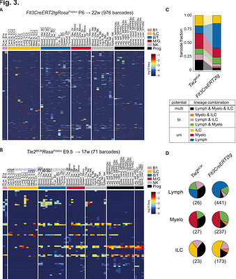 Early postnatal Flt3+ hematopoietic progenitors realize fate-restricted and long-lived output in vivo