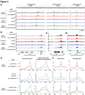 A role for condensin-mediator interaction in mitotic chromosomal organization