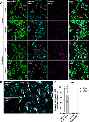 Rab12 is a regulator of mitophagy and mitochondrial homeostasis