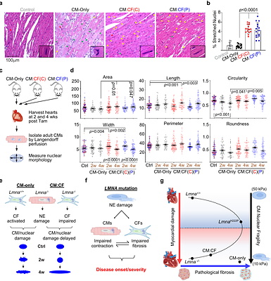 Cardiac fibroblasts counterbalance cardiomyocytes in LMNA cardiomyopathy pathogenesis
