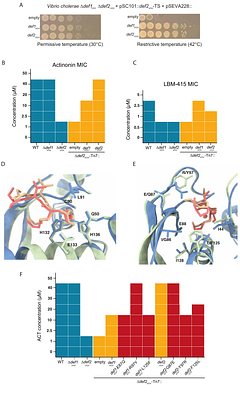 Unraveling the prevalence and multifaceted roles of accessory peptide deformylases in bacterial adaptation and resistance