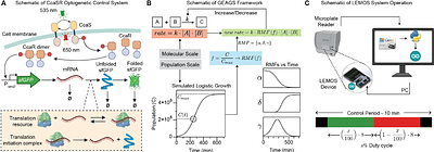 Gain-Scheduled Optogenetic Feedback for Disturbance Rejection in Bacterial Batch Cultures