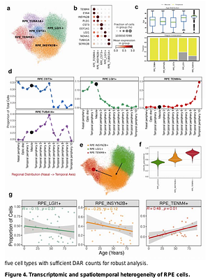 An Integrated Multi-omics Single Cell Atlas of the Human RPE and Choroid