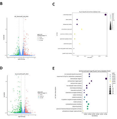 Epithelial eversion, a collective rearrangement from apical-in to apical-out polarity, is initiated by α6β4 integrins and sustained by increased cell proliferation and anchorage-independence