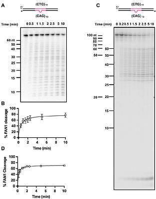 DNA extrusion size determines pathway choice during CAG repeat expansion