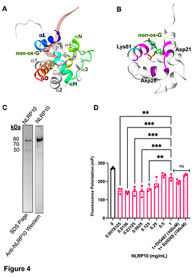 NLRP10 Cleaves Oxidized DNA inhibited by OGG1 inhibitors: A Newly Identified Role in DNA Damage Processing and Senescence Regulation.