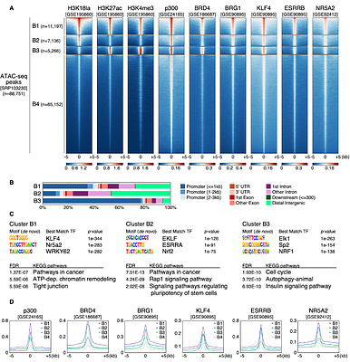 Distribution and p300/CBP dependency of cis-regulatory elements are encoded by unique combinations of histone lactylation and acetylation