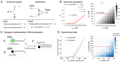 Sequestration-Based Neural Networks That Operate Out of Equilibrium