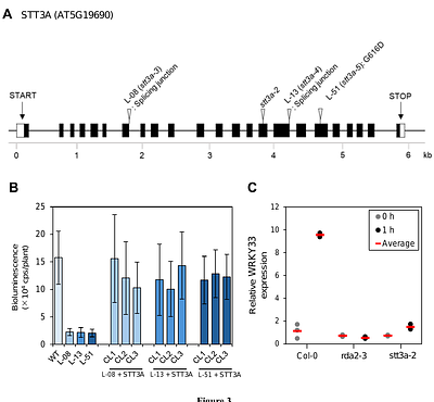 STT3A is required for recognition of pathogen-derived sphingolipids in Arabidopsis