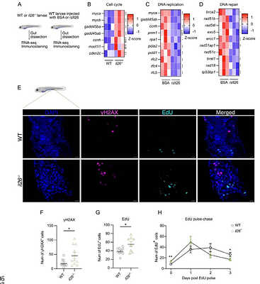 IL-26 from ILCs regulates early-life gut epithelial homeostasis by shaping microbiota composition