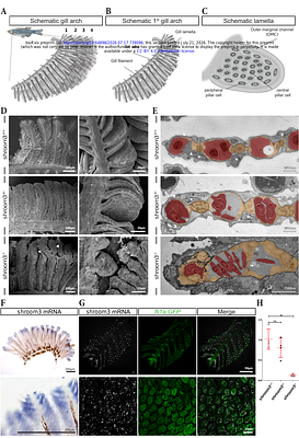Shroom3-dependent pillar cell constriction establishes a mechanical threshold for respiratory lamellar stability