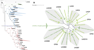 A Unique LHCE Light-Harvesting protein Family is involved in Photosystem I and II Far-Red Absorption in Euglena gracilis