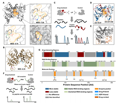 Network-scale disruption of RNA-protein interactions by a bioaccumulating small-molecule drug