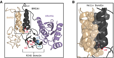 Pathogenic BRCA1 mutations disrupt allosteric control by BARD1