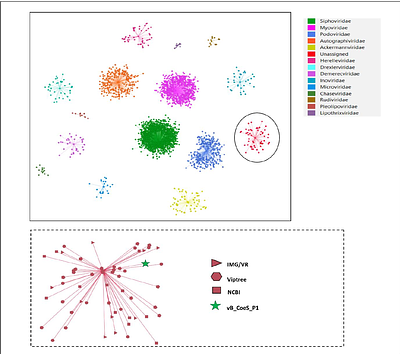Characterization and Genomic Analysis of vB_CoeS_P1, the First Vibrio hepatarius Phage, and Definition of the New Family Estovirdae