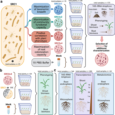 Rational reduction of a sorghum SynCom that preserves growth promotion reveals flavonoid-mediated plant microbe interactions