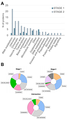 The proximal proteome of FLOWERING LOCUS T LIKE 1 during rice panicle development suggests cell-to-cell mobility features