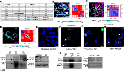 AP-3 complex sorts preferential cargo to govern dense core vesicle function in neuroendocrine cells