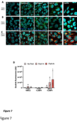 Integrin beta 1 and mannose receptor 2 are involved in the antifungal activity of bronchial epithelial cells through Aspergillus fumigatus lectin FleA interactions