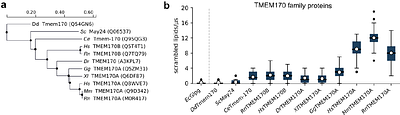 TMEM170 family proteins are lipid scramblases that physically associate with bridge lipid transporters BLTP1/Csf1