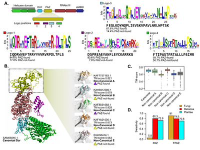 Clade-wide proteome analysis shows widespread non-canonical Dcr proteins in fungi.