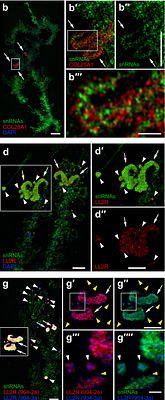 Nascent transcripts of LL2R tandem repeat nucleate locus-specific RNP condensates recruiting splicing factors