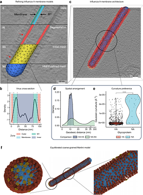 Helfrich Monte Carlo Flexible Fitting: physics-based, data-driven cell-scale simulations