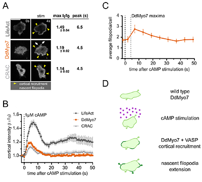 Filopodia numbers impact chemotactic migration speed