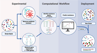 An Automated Machine Learning Framework for Antimicrobial Resistance Prediction Through Transcriptomics