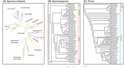 A method for massively scalable phylogenetic network inference