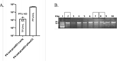 Turning of (Ph)age: Expanding the therapeutic potential of our viral allies