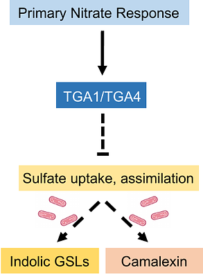Clade I TGA transcription factors are negative regulators of sulfate uptake and metabolism