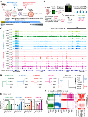 An Epigenomic Roadmap Primes Non-Growing Oocytes for Maturation and Early Embryogenesis
