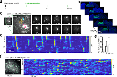 Aberrant hippocampal Ca2+ micro-waves following synapsin-dependent adenoviral expression of Ca2+ indicators