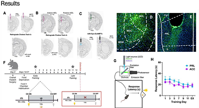 Topographically segregated mediodorsal-prefrontal loops exhibit distinct cue dynamics during learning and extinction