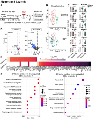 Transcriptomic Landscape of Microglia in Mouse Models of Social Dysfunction and Oxytocin-Mediated Recovery