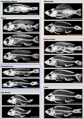 A whole-body micro-CT scan library that captures the skeletal diversity of Lake Malawi cichlid fishes