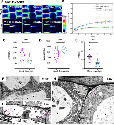Effects of lovastatin on auxin transport and root development in Arabidopsis thaliana