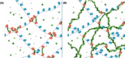 Understanding the physical processes behind DNA-DNA proximity ligation assays