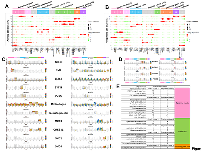 Single-cell analyses reveal scyphozoan conserved and specific genes contribution during tissue regeneration in two jellyfish