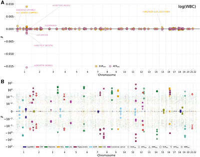 Biobank-Scale Polygenic Prediction in Admixed Populations Using Local Ancestry via the Group Lasso