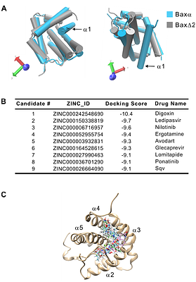 Digoxin Inhibits Bax{triangleup}2-induced Neuronal Cell Death
