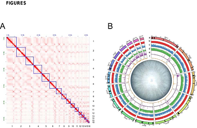 A near-complete genome assembly of the Fusarium oxysporum keratitis isolate MRL8996