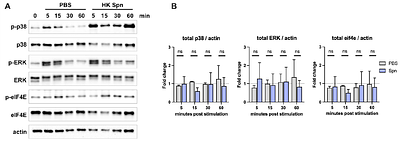 An unrecognized host response to microbial exposure resets circadian timing