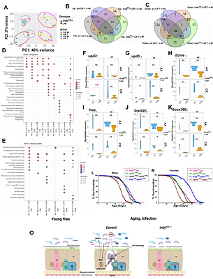 Microbiome contribution to Indy longevity in Drosophila